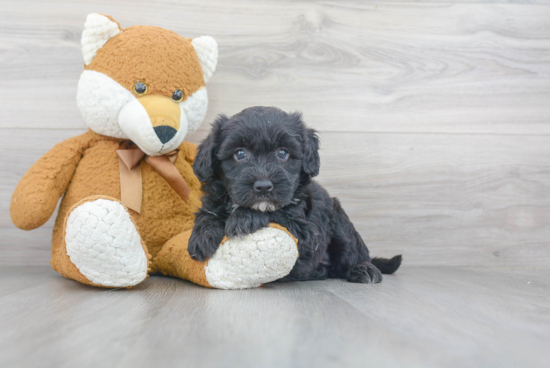 Best Mini Sheepadoodle Baby