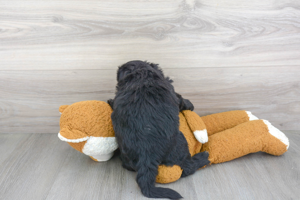 Friendly Mini Sheepadoodle Baby