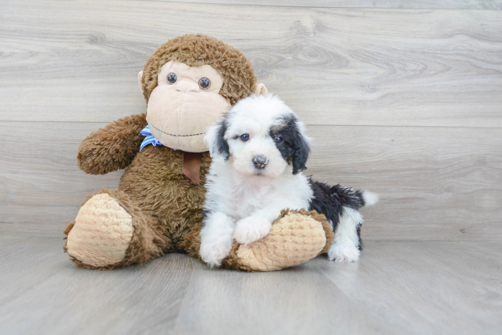 Petite Mini Sheepadoodle Poodle Mix Pup