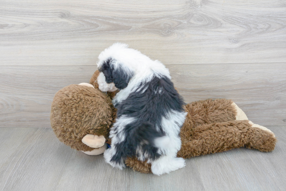 Mini Sheepadoodle Puppy for Adoption