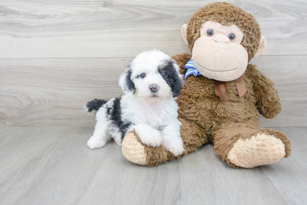 Friendly Mini Sheepadoodle Baby