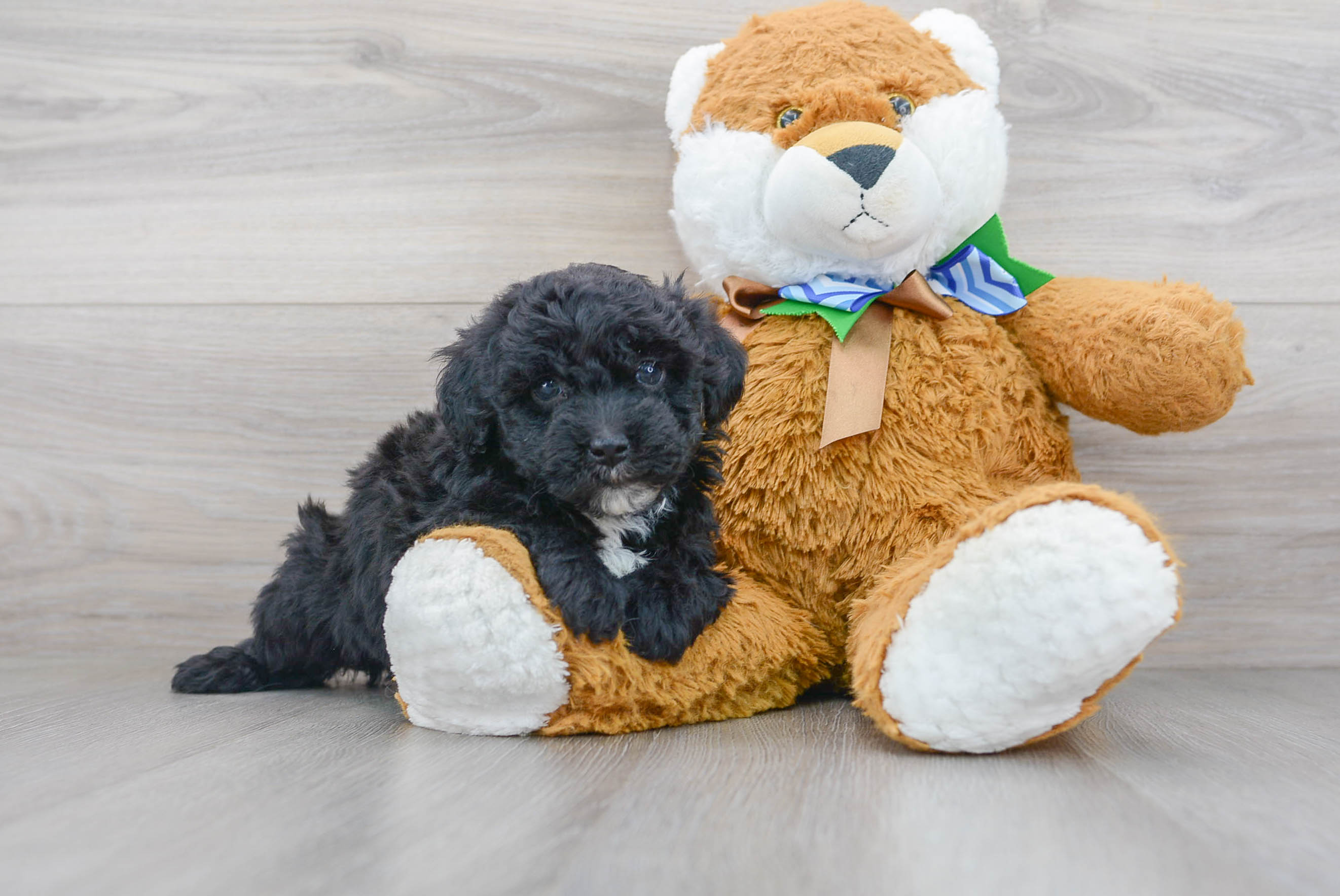 Happy Mini Sheepadoodle Baby