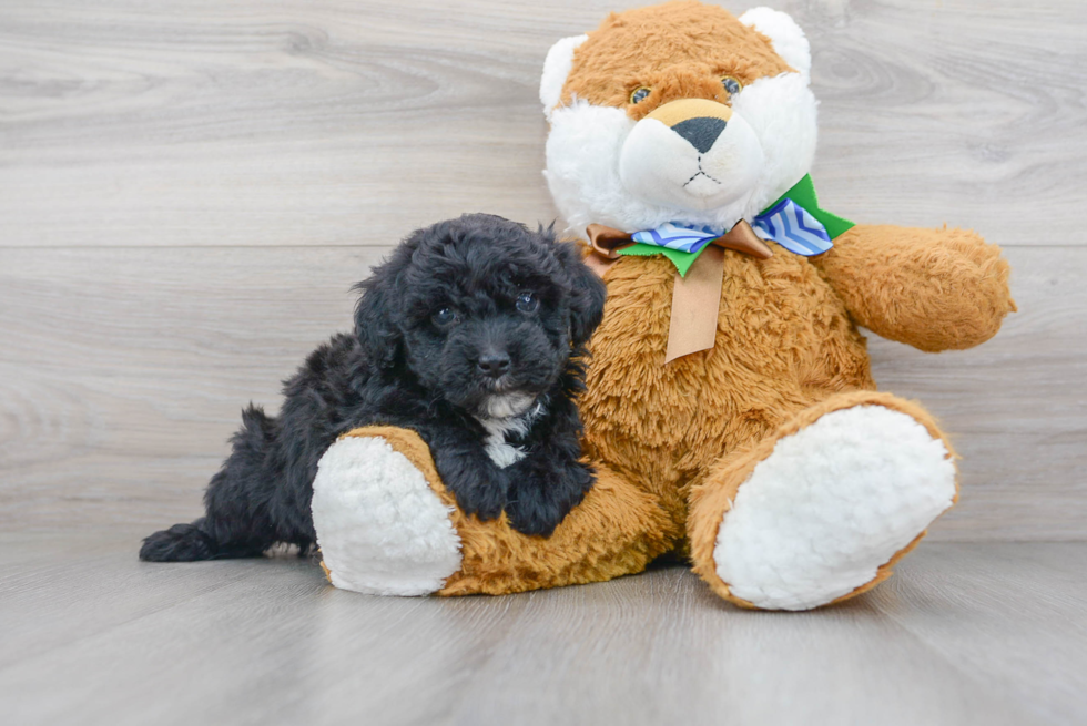 Happy Mini Sheepadoodle Baby