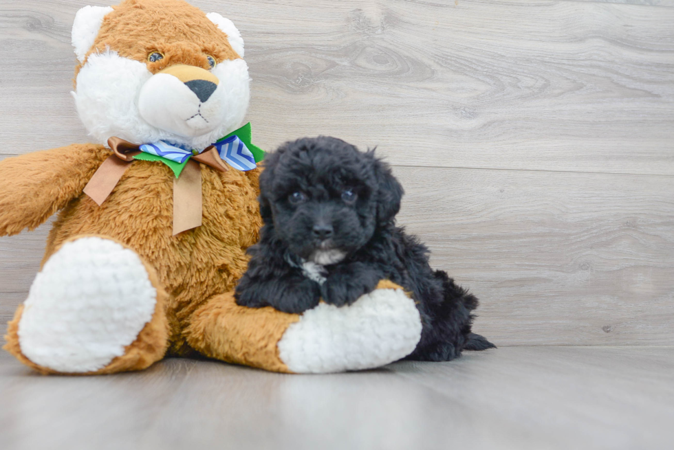 Adorable Sheep Dog Poodle Mix Puppy