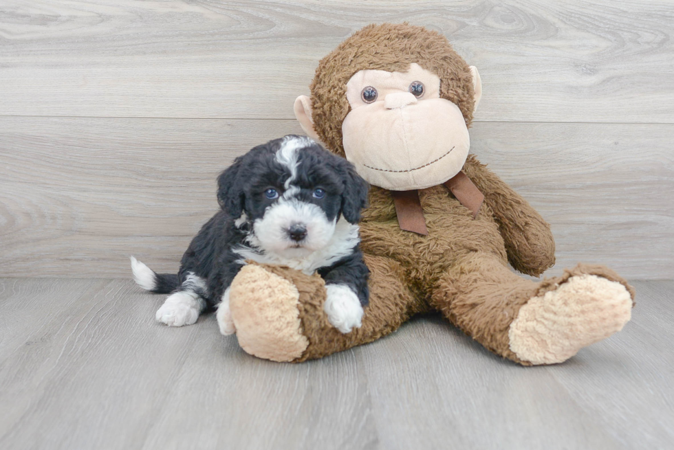 Best Mini Sheepadoodle Baby