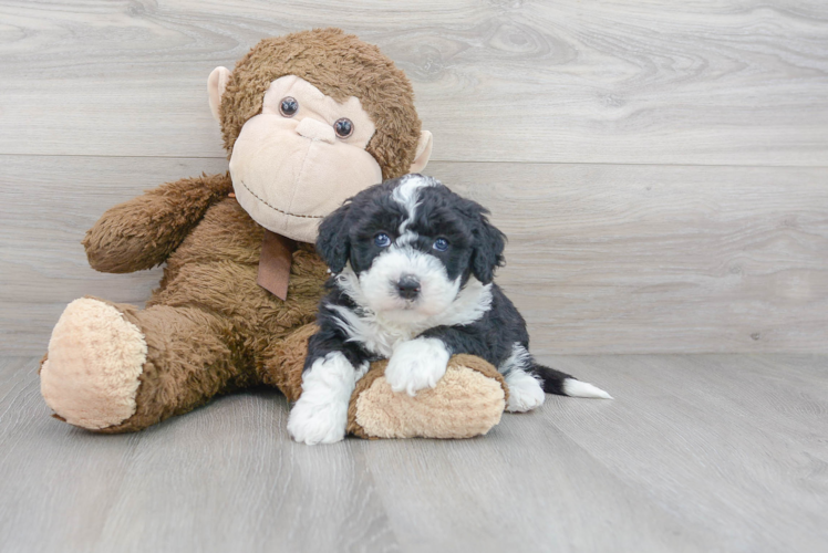 Mini Sheepadoodle Pup Being Cute