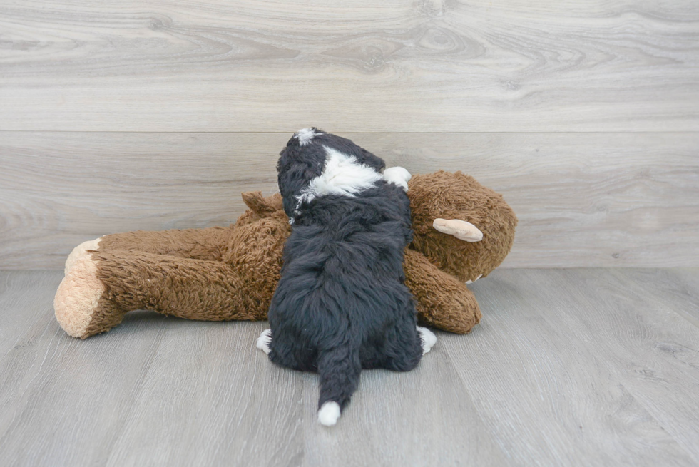 Mini Sheepadoodle Pup Being Cute