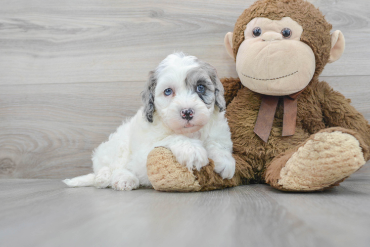 Happy Mini Sheepadoodle Baby
