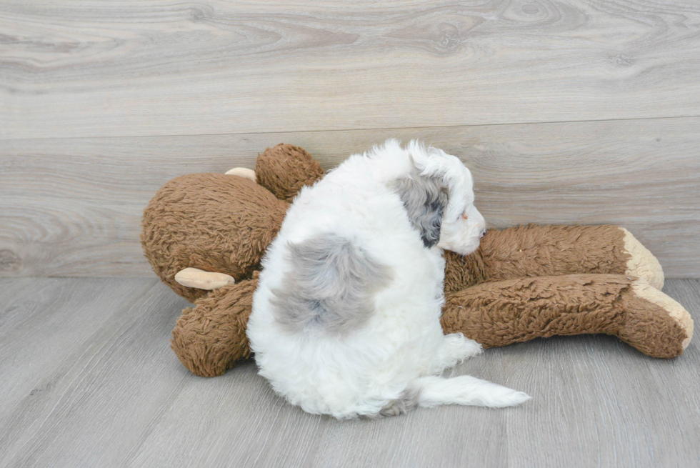 Best Mini Sheepadoodle Baby