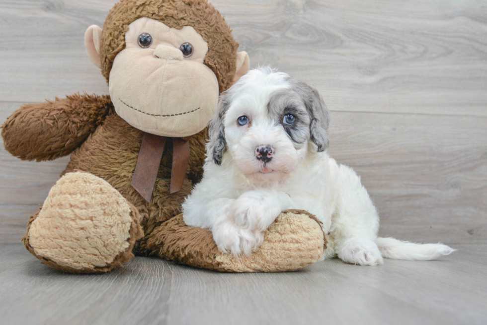 Mini Sheepadoodle Puppy for Adoption