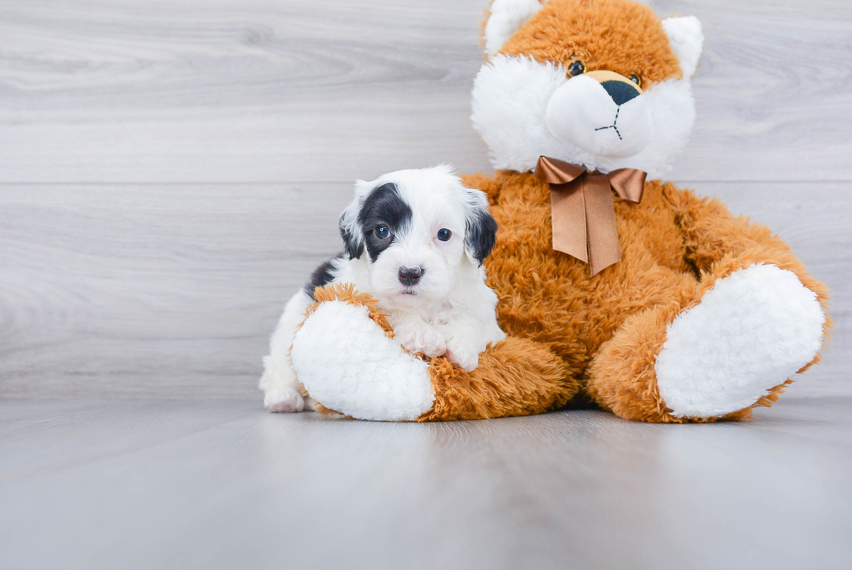 Best Mini Sheepadoodle Baby