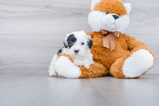 Best Mini Sheepadoodle Baby