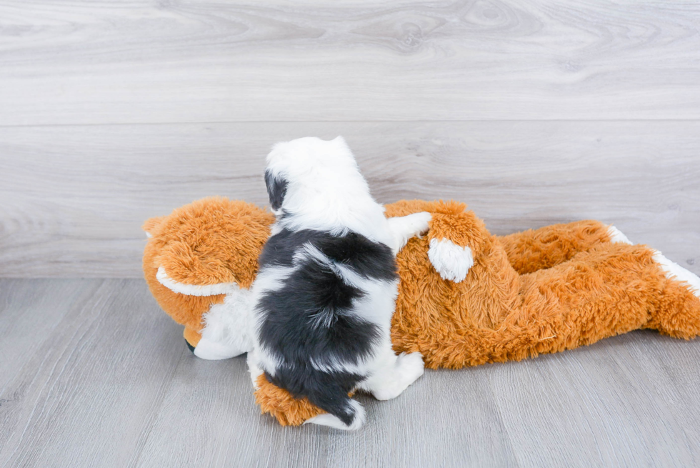 Popular Mini Sheepadoodle Poodle Mix Pup