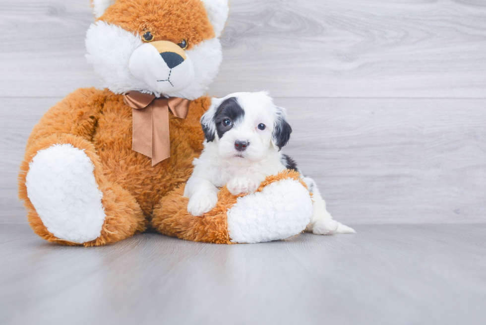 Best Mini Sheepadoodle Baby