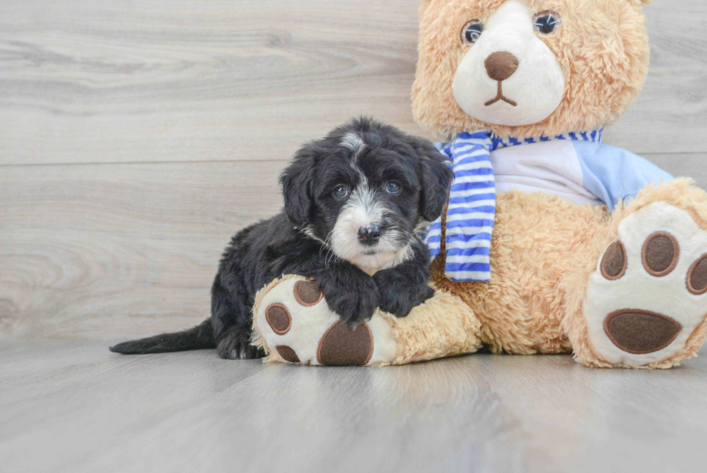 Mini Sheepadoodle Puppy for Adoption