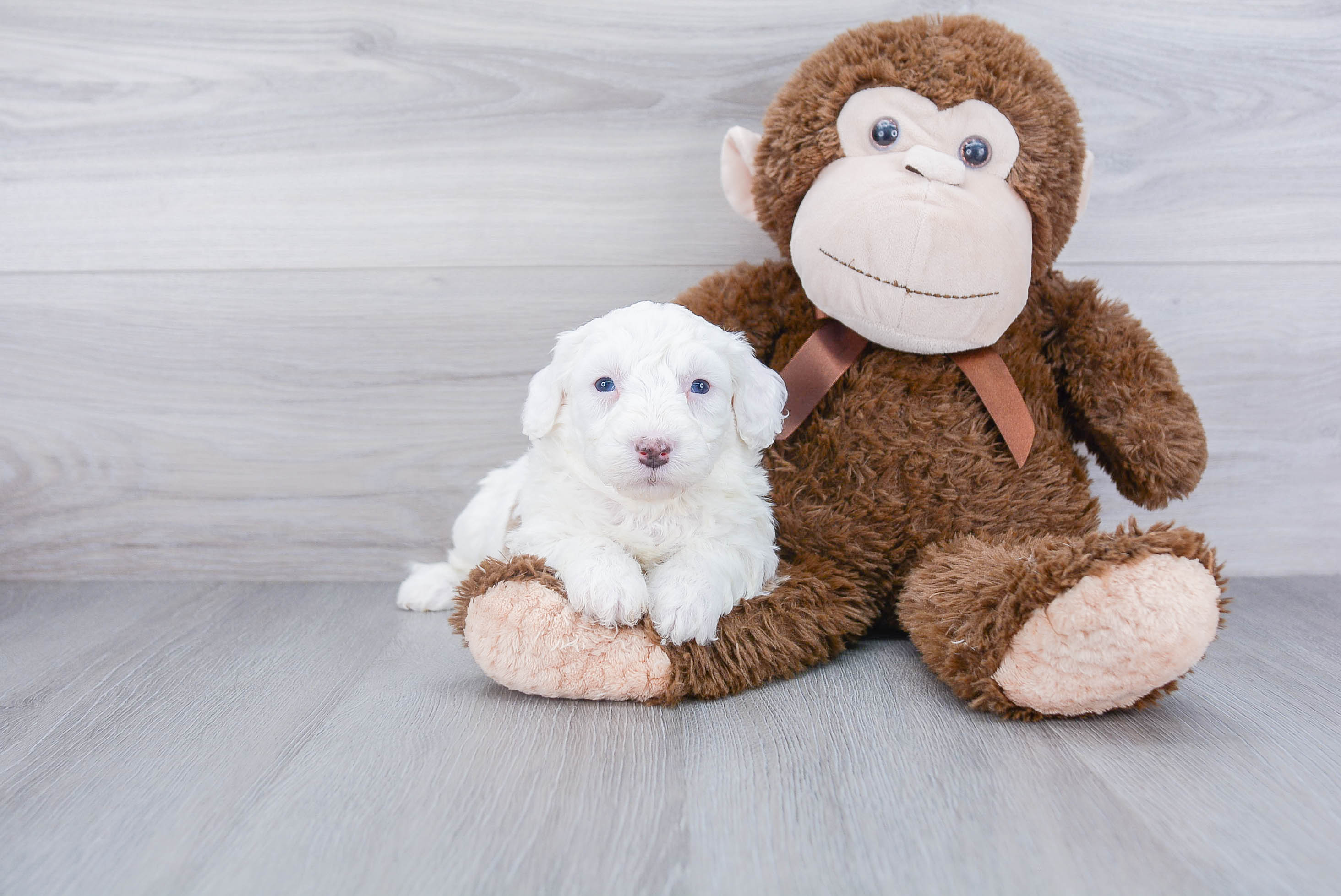 Happy Mini Sheepadoodle Baby
