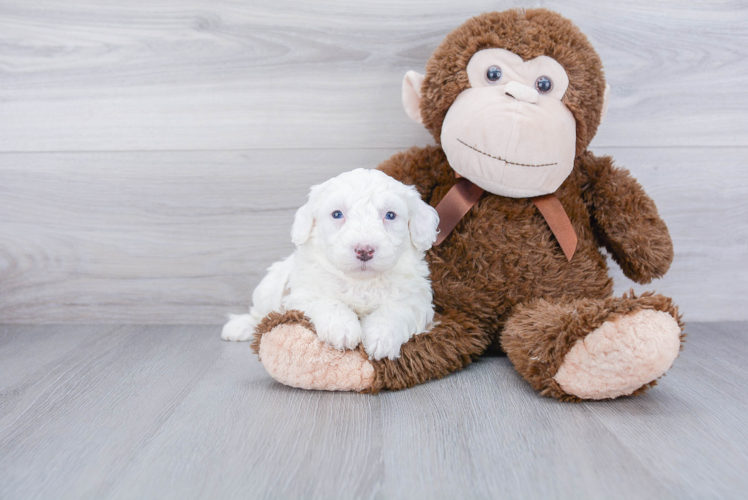 Happy Mini Sheepadoodle Baby