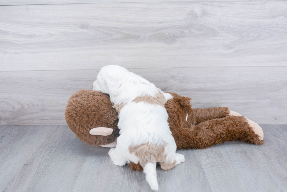 Adorable Sheep Dog Poodle Mix Puppy