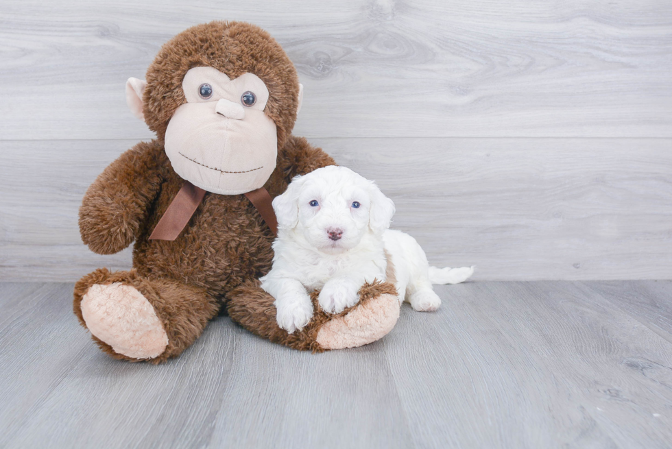 Little Sheep Dog Poodle Mix Puppy