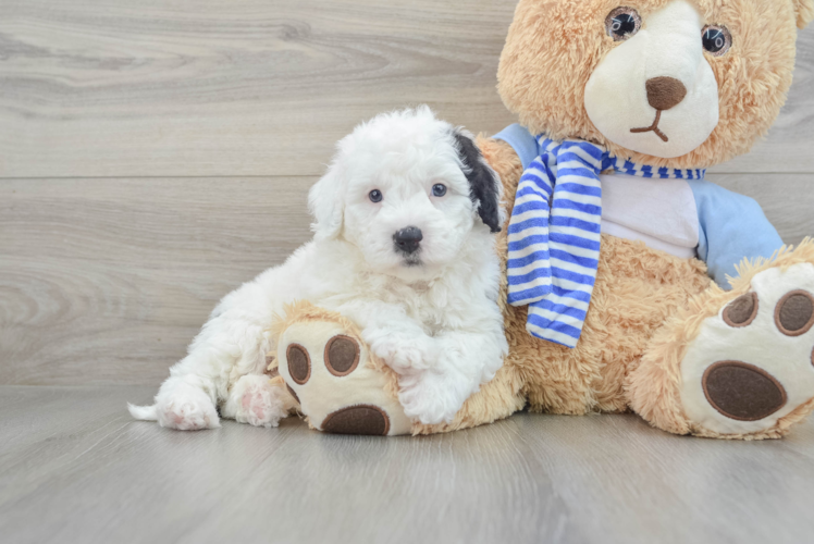 Happy Mini Sheepadoodle Baby