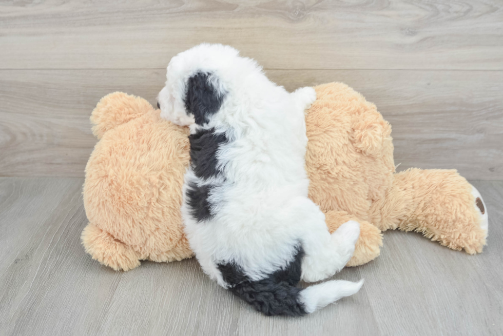 Mini Sheepadoodle Pup Being Cute