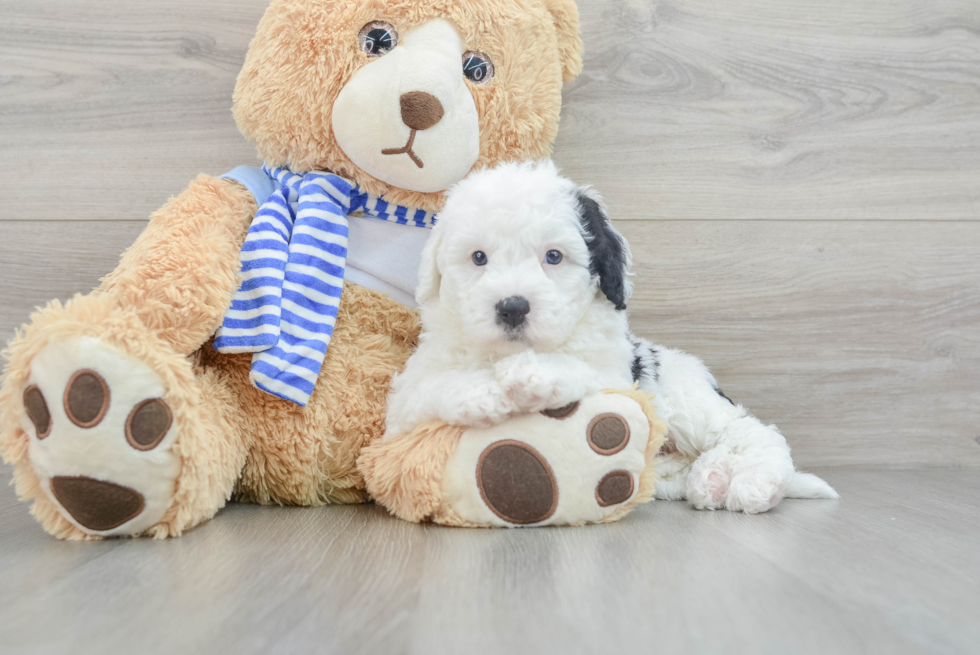 Hypoallergenic Sheep a Poo Poodle Mix Puppy