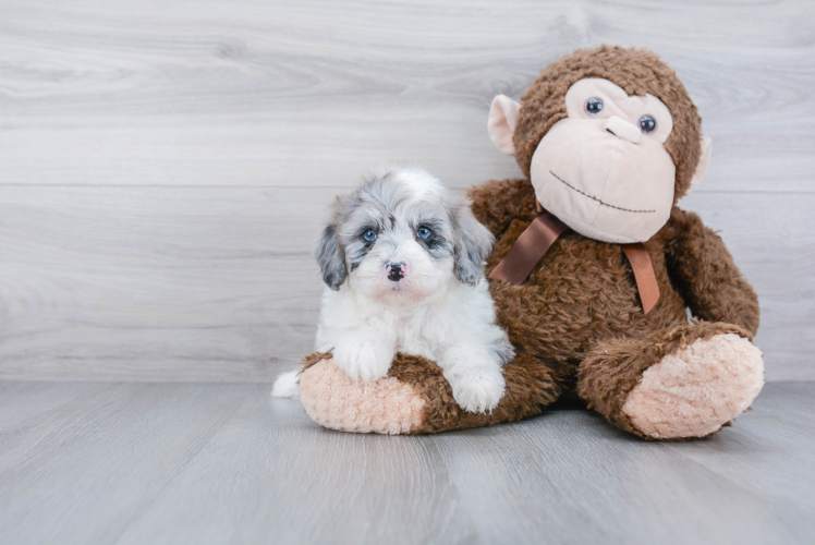 Sweet Mini Sheepadoodle Baby