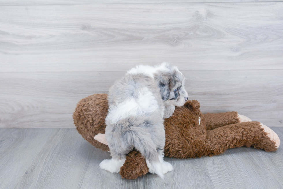 Mini Sheepadoodle Pup Being Cute