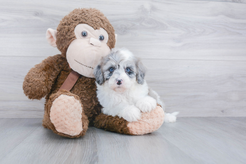 Small Mini Sheepadoodle Baby