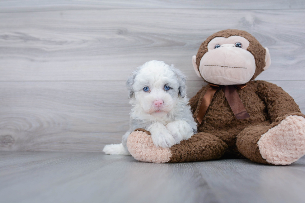 Smart Mini Sheepadoodle Poodle Mix Pup