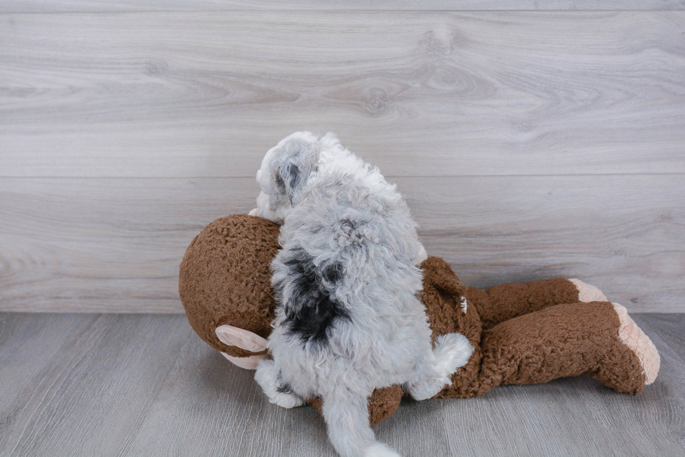 Happy Mini Sheepadoodle Baby