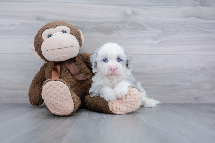 Best Mini Sheepadoodle Baby