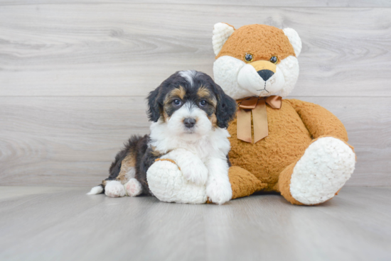 Mini Sheepadoodle Pup Being Cute