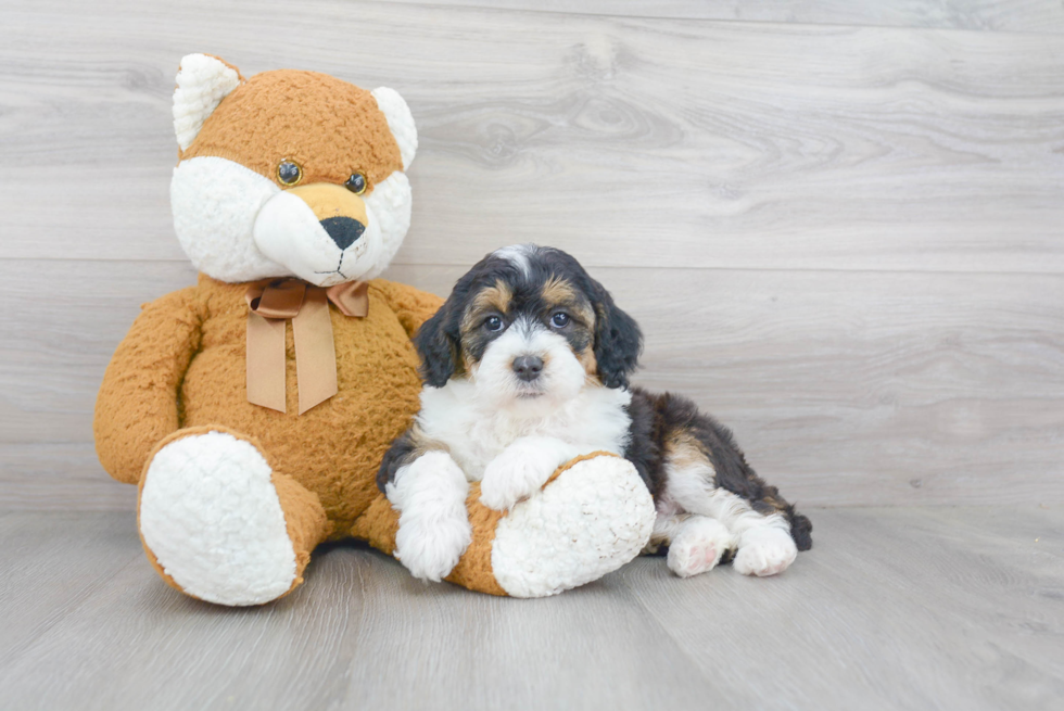 Playful Sheep Dog Poodle Mix Puppy