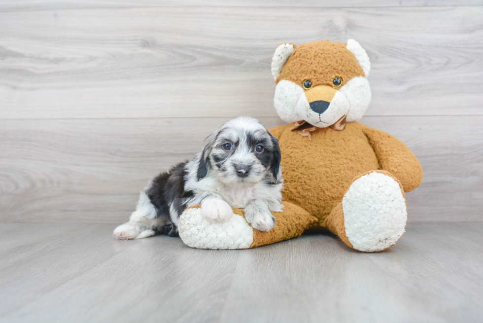 Popular Mini Sheepadoodle Poodle Mix Pup