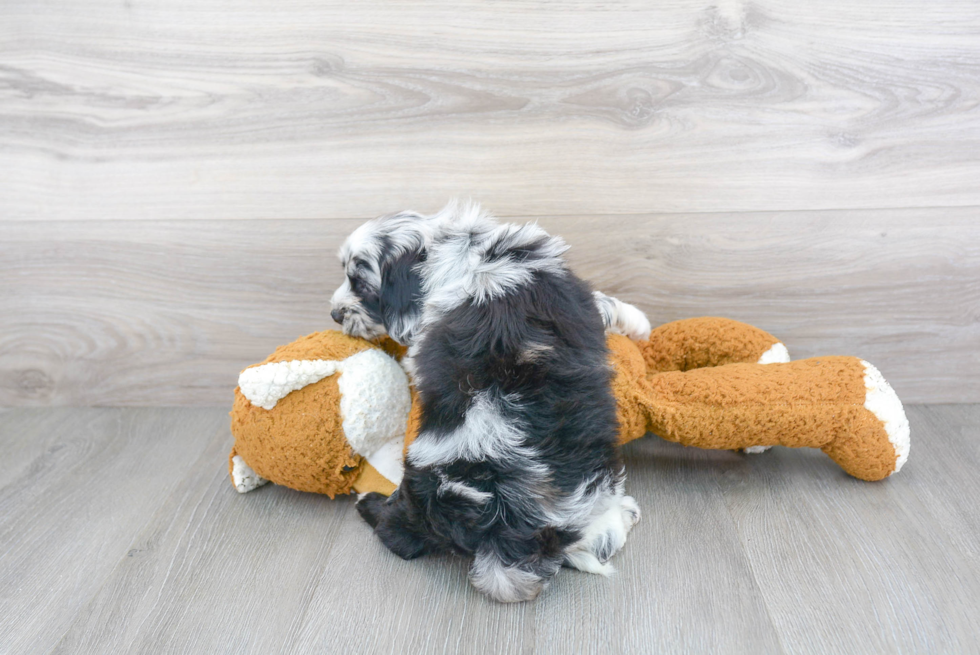 Sweet Mini Sheepadoodle Baby