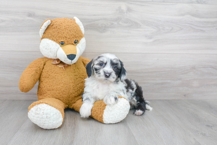 Playful Sheep Dog Poodle Mix Puppy