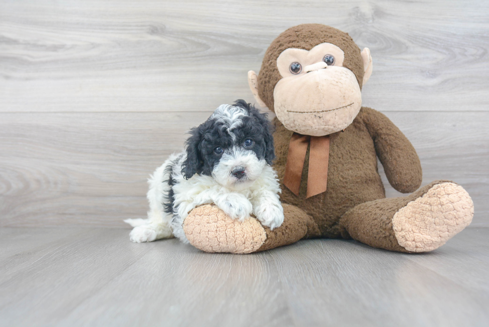 Friendly Mini Sheepadoodle Baby