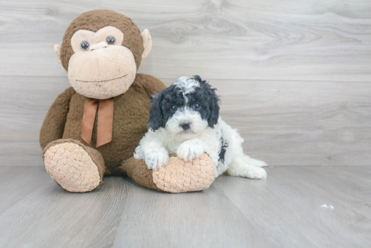 Mini Sheepadoodle Puppy for Adoption