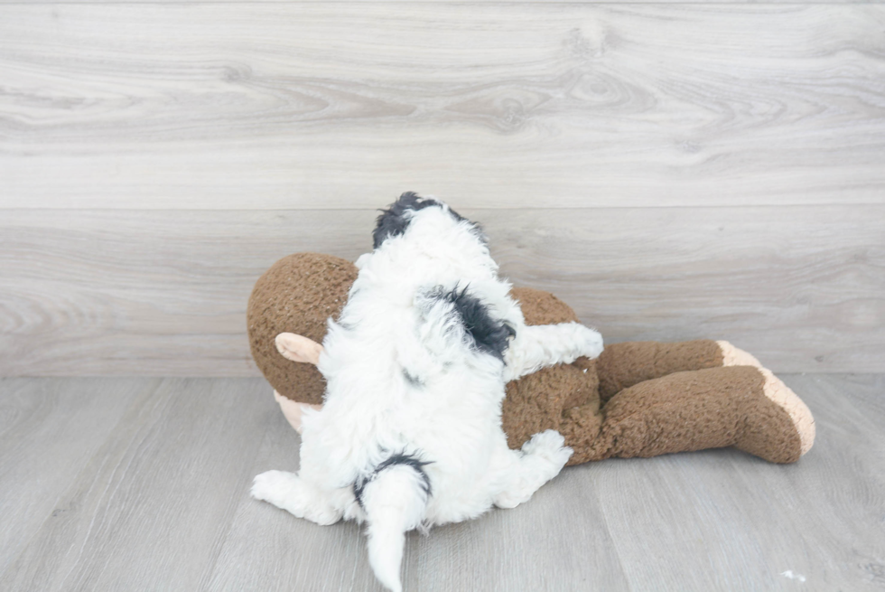 Mini Sheepadoodle Pup Being Cute