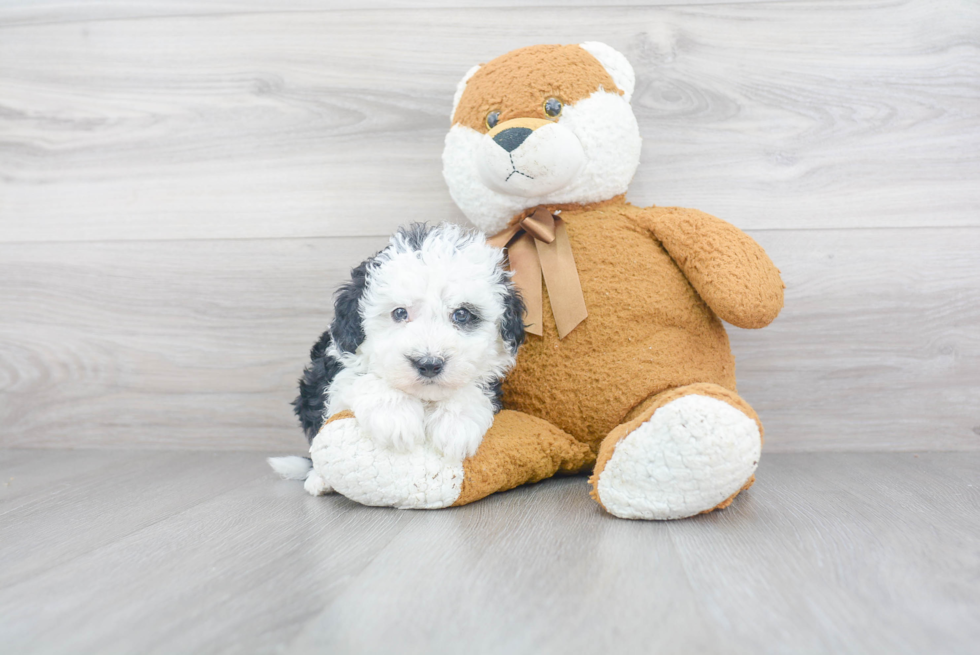 Adorable Sheep Dog Poodle Mix Puppy