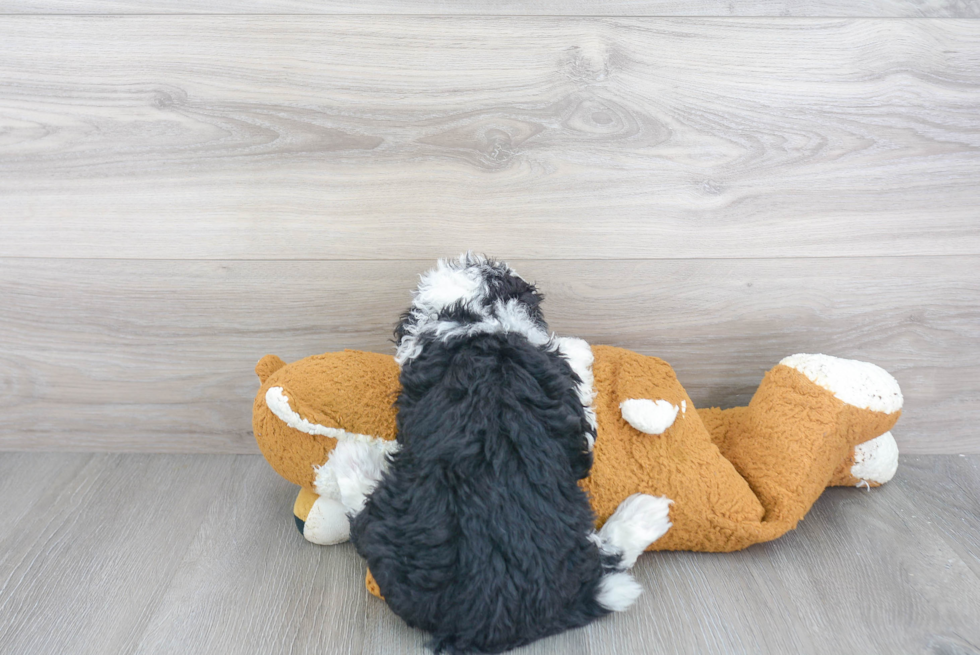 Adorable Sheep Dog Poodle Mix Puppy