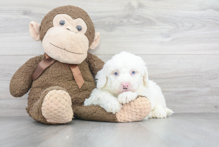 Popular Mini Sheepadoodle Poodle Mix Pup