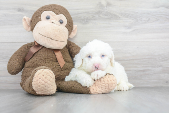 Popular Mini Sheepadoodle Poodle Mix Pup