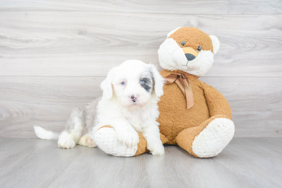 Mini Sheepadoodle Puppy for Adoption