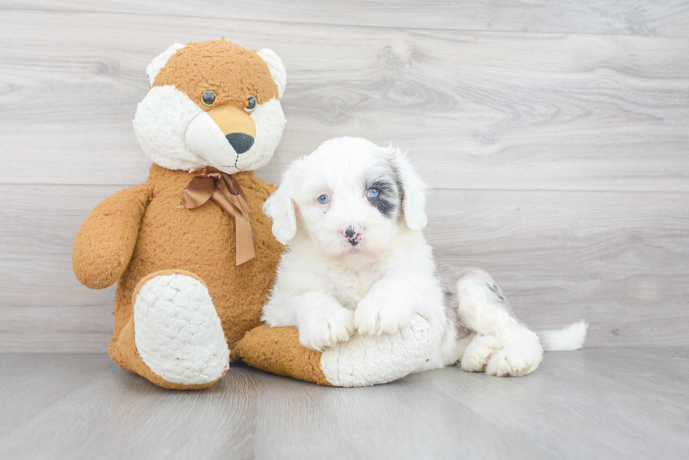 Best Mini Sheepadoodle Baby