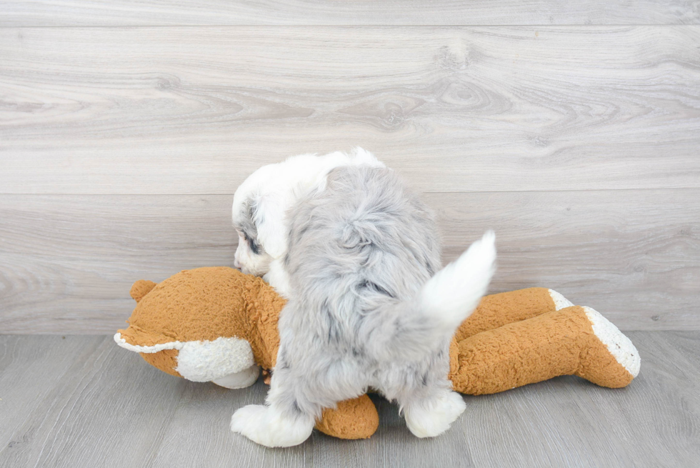 Friendly Mini Sheepadoodle Baby