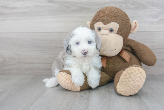 Playful Sheep Dog Poodle Mix Puppy