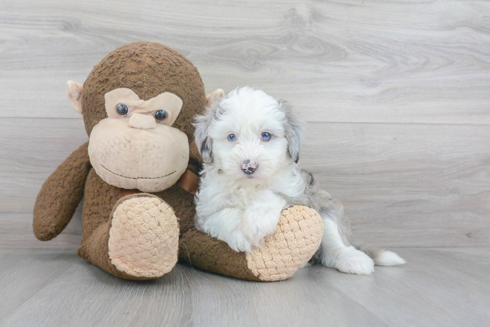 Fluffy Mini Sheepadoodle Poodle Mix Pup