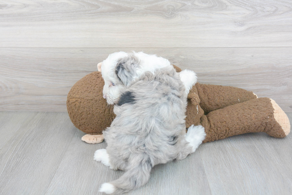 Mini Sheepadoodle Puppy for Adoption